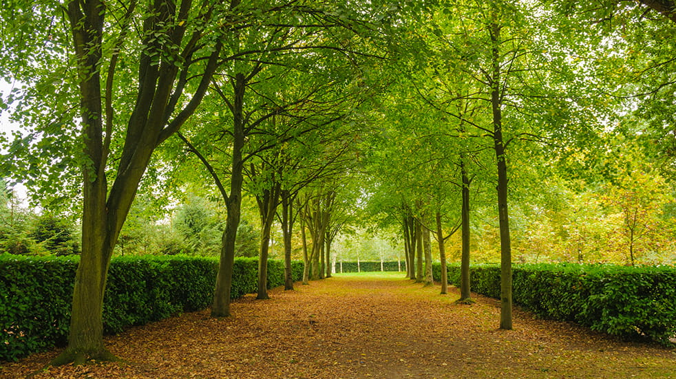 Best free days out in the UK: Whipsnade Tree Cathedral